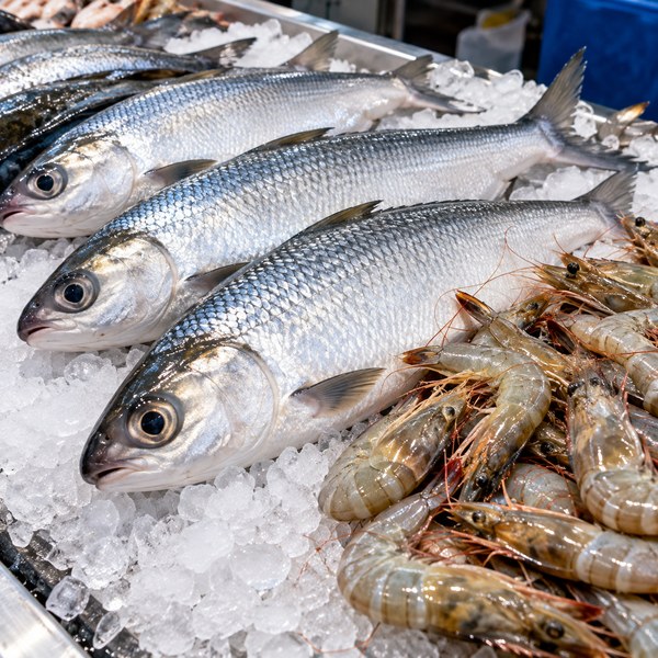 Fresh milkfish and shrimp on crushed ice