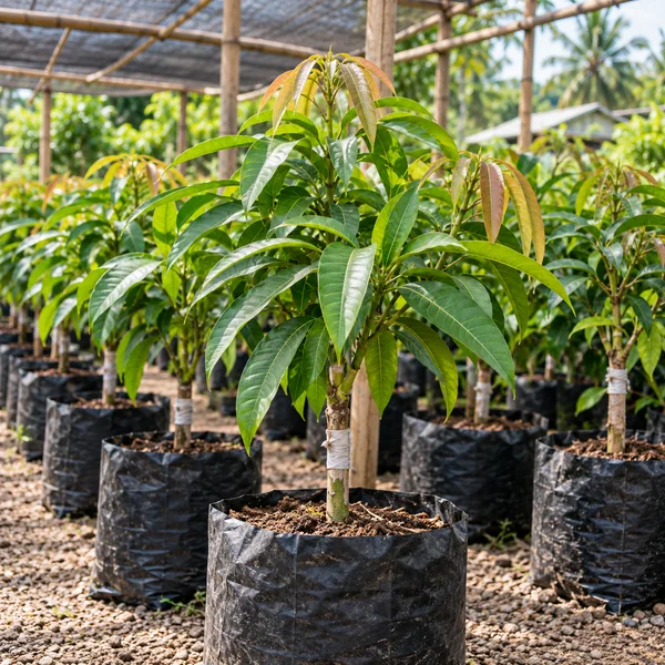 Healthy tropical fruit tree seedlings in a Philippine plant nursery